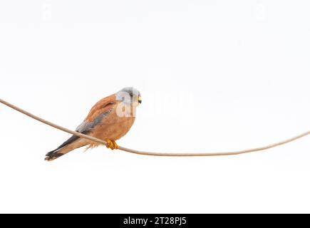 Männlicher Kleinkestrel (Falco naumanni), der während der Migration in Israel auf einem Draht saß. Stockfoto