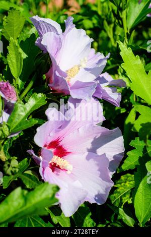 Rosa zarte Blüten des Cornus kousa-Baumes, allgemein bekannt als ousa, kousa, chinesisches, koreanisches und japanisches Dogwood, und grüne Blätter in einem Garten in der Sonne Stockfoto