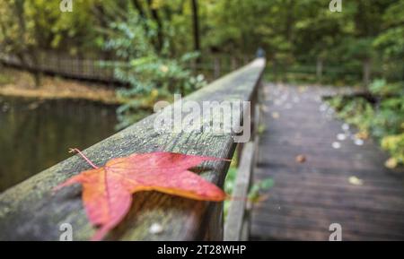 Gefallenes Ahornblatt und Herbstlaub auf einem Holzweg und Teich im Park im Herbst Stockfoto