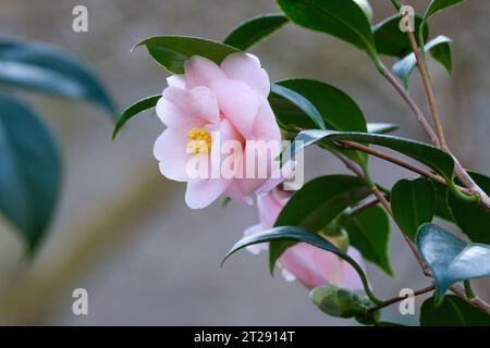 Camellia japonica Pfirsichblüte, Camellia Pfirsichblüte, rosa halb-doppelte Blüten im Spätwinter/frühen Frühling Stockfoto