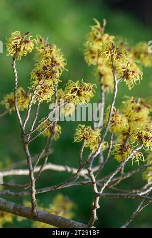 Hamamelis x intermedia pallida, Hamamelis mollis pallida, Laubstrauch, gelbe Blüten, mit relativ breiten Blütenblättern in der späten Zeit Stockfoto