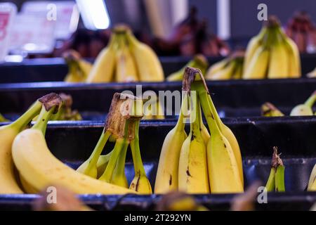 Drei verschiedene Arten von Bananen auf der Theke in einem Geschäft Stockfoto