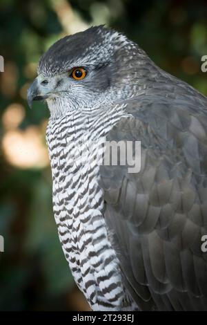 Porträt eines Goshawk-Raubvogels Stockfoto
