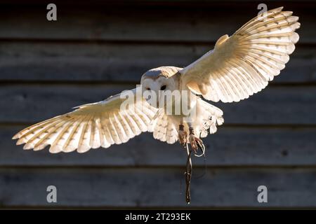 Scheuneneule im Flug, hinterleuchtet mit starkem Sonnenlicht Stockfoto