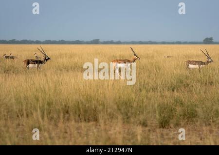 Schwarzbock- oder Antilope Cervicapra- oder indische Antilopenherde oder -Gruppe, die gemeinsam im Muster im offenen Feld oder im Grasland im Tal Chhapar indien spazieren Stockfoto
