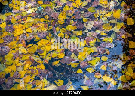 Fotos der Frühlingslandschaft von bunten Bäumen und Bergen im Hintergrund Stockfoto