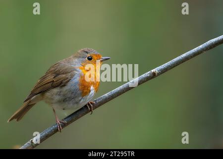 Robin thront auf einem Ast Stockfoto