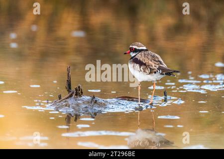 Der Schwarzfrontdotterel (Elseyornis melanops) ist eine kleine Pflückwader aus der Familie Charadriidae. Stockfoto
