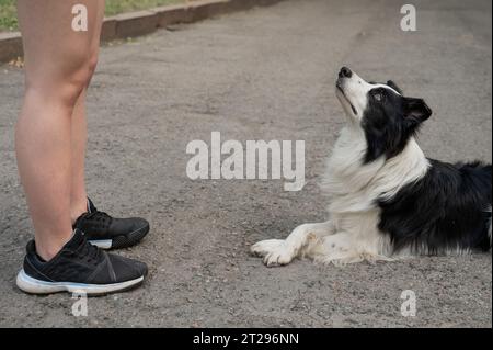 Ein Nahaufnahme-Porträt eines Schwarzweiß-Border-Collies liegt zu Füßen der Besitzerin, die ihr bei einem Spaziergang in die Augen schaut. Stockfoto