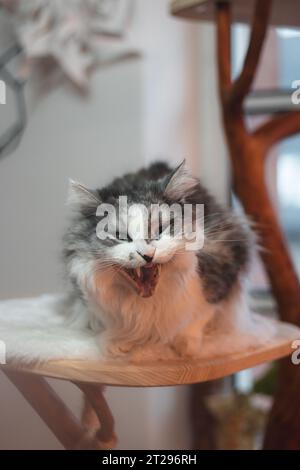 Porträt einer flauschigen Ragdoll-Katze, die in seinem Bett liegt und aufmerksam beobachtet, was im Zimmer vor sich geht. Gähne Katze. Stockfoto