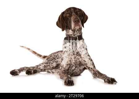 Deutscher Kurzhaarhund isoliert auf weißem Hintergrund isoliert auf weißem Hintergrund Stockfoto