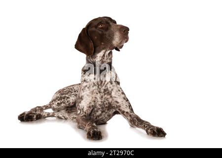 Deutscher Kurzhaarhund isoliert auf weißem Hintergrund isoliert auf weißem Hintergrund Stockfoto