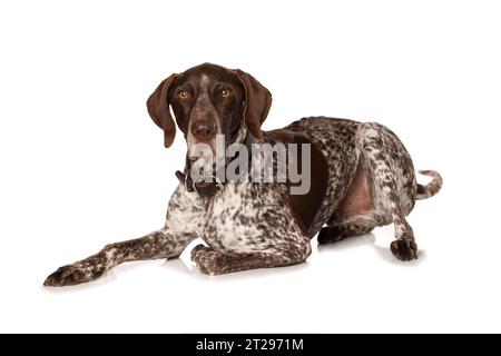 Deutscher Kurzhaarhund isoliert auf weißem Hintergrund isoliert auf weißem Hintergrund Stockfoto