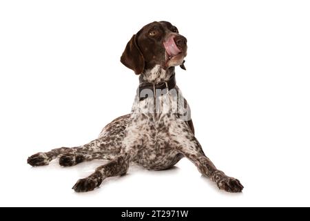 Deutscher Kurzhaarhund isoliert auf weißem Hintergrund isoliert auf weißem Hintergrund Stockfoto