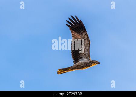 Pfeifdrachen (Haliastur sphenurus) Stockfoto