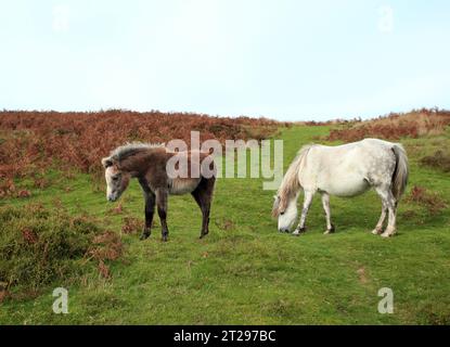 Ponys, die auf dem langen Mynd grasen, Church Stretton, Shropshire, England, Großbritannien. Stockfoto