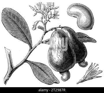 Anacardium occidentale, digital restaurierte Illustration aus „The Condensed American Encyclopedia“, veröffentlicht im 19. Jahrhundert. Stockfoto