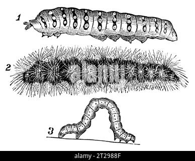 Digital restaurierte Illustration aus der „kondensierten amerikanischen Enzyklopädie“, veröffentlicht im 19. Jahrhundert. Stockfoto