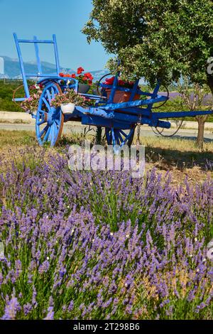 Alte blaue, französische Heukarre mit hängenden Körben mit Blumen in Castellane, Provence, Frankreich. Stockfoto