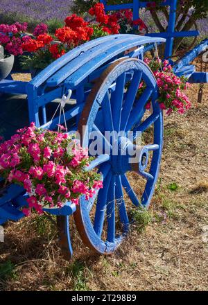 Alte blaue, französische Heukarre mit hängenden Körben mit Blumen in Castellane, Provence, Frankreich. Stockfoto