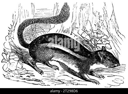 Digital restaurierte Illustration aus der „kondensierten amerikanischen Enzyklopädie“, veröffentlicht im 19. Jahrhundert. Stockfoto