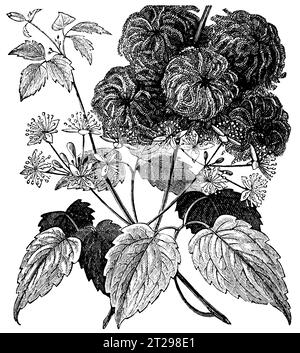 Digital restaurierte Illustration aus der „kondensierten amerikanischen Enzyklopädie“, veröffentlicht im 19. Jahrhundert. Stockfoto