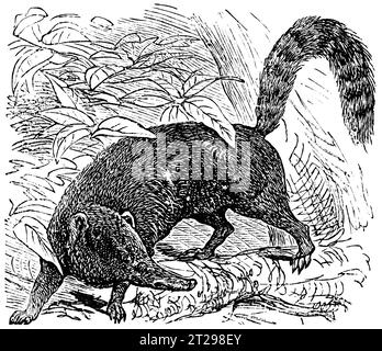 Digital restaurierte Illustration aus der „kondensierten amerikanischen Enzyklopädie“, veröffentlicht im 19. Jahrhundert. Stockfoto