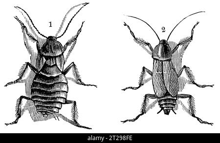 Digital restaurierte Illustration aus der „kondensierten amerikanischen Enzyklopädie“, veröffentlicht im 19. Jahrhundert. Stockfoto