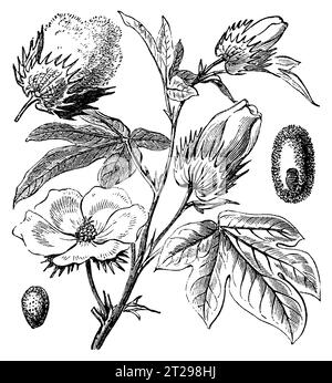 Digital restaurierte Illustration aus der „kondensierten amerikanischen Enzyklopädie“, veröffentlicht im 19. Jahrhundert. Stockfoto