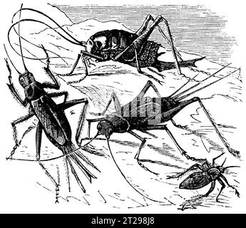 Digital restaurierte Illustration aus der „kondensierten amerikanischen Enzyklopädie“, veröffentlicht im 19. Jahrhundert. Stockfoto