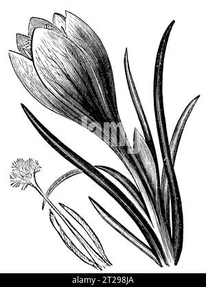 Digital restaurierte Illustration aus der „kondensierten amerikanischen Enzyklopädie“, veröffentlicht im 19. Jahrhundert. Stockfoto