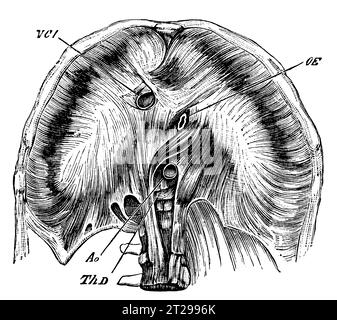 Digital restauriert aus der 1882 erschienenen kondensierten amerikanischen Enzyklopädie. Stockfoto