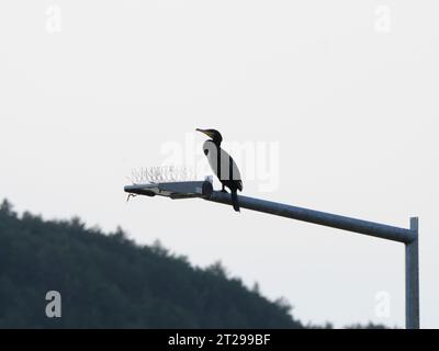 Ein Kormoran, der auf einer Lampe sitzt Stockfoto