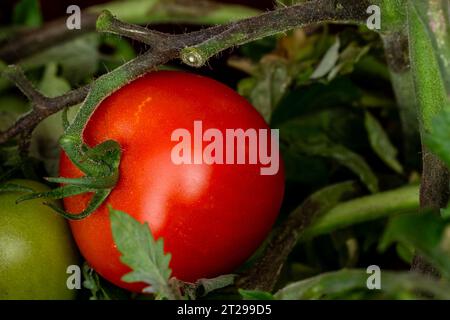 Reife rote und unreife grüne HomeGrowtomaten auf Tomatenpflanzen, die im Garten, Cambridgeshire, England, wachsen Stockfoto