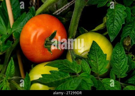 Reife rote und unreife grüne HomeGrowtomaten auf Tomatenpflanzen, die im Garten, Cambridgeshire, England, wachsen Stockfoto