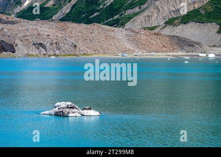 Ein kleiner Eisberg oder „Growler“ ist ein Barsch für Dutzende von Seevögeln vor der kiesigen Seite des Grand Pacific Glacier. Glacier Bay, Alaska, USA. Stockfoto