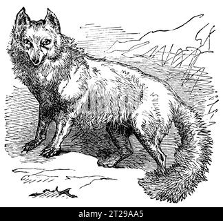 Vulpes lagopus, digital restauriert aus der 1882 veröffentlichten kondensierten amerikanischen Enzyklopädie. Stockfoto