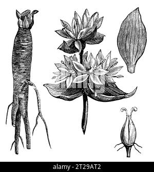 Gentiana lutea, digital restauriert aus „The Condensed American Encyclopedia“, veröffentlicht 1882. Stockfoto