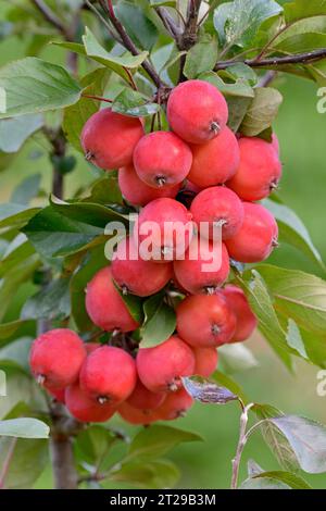 Zierapfelbaum (Malus Evereste), Zweig mit kleinen roten Äpfeln, Nordrhein-Westfalen, Deutschland Stockfoto