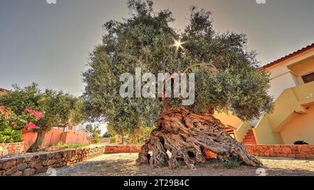 Ältester Olivenbaum der Welt?, HDR, Hintergrundbeleuchtung, Sonne durch Äste, knorrige Wurzeln, Haus, Dorf Vouves, Westkreta, Provinz Chania Stockfoto