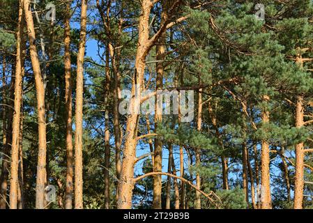 Nadelbäume, Kiefern (Pinus) mit dünner und schuppiger Rinde, Naturpark Südheide, Lüneburger Heide, Niedersachsen, Deutschland Stockfoto