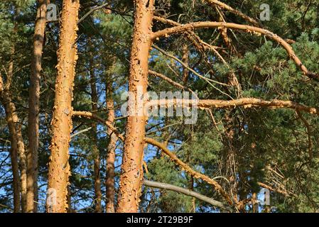 Nadelbäume, Kiefern (Pinus) mit dünner und schuppiger Rinde, Naturpark Südheide, Lüneburger Heide, Niedersachsen, Deutschland Stockfoto