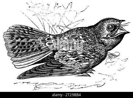 Digital restauriert aus der 1882 erschienenen kondensierten amerikanischen Enzyklopädie. Stockfoto