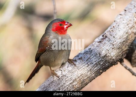 purpurfink (Neochmia phaeton) ist eine Vogelart aus der Familie der Estrildidae Stockfoto