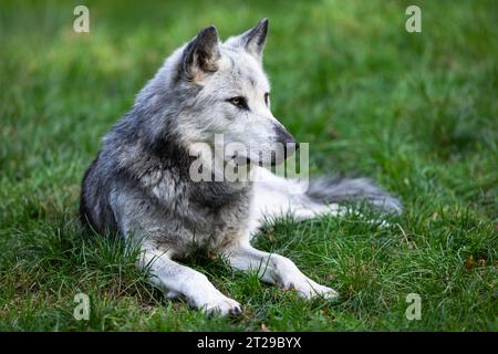 Ein schwarzer Wolf ruht im Wald Stockfoto