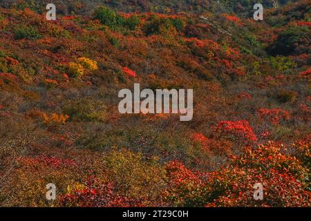 Fangen Sie den lebendigen Charme der roten Blüten ein, die in den atemberaubenden Berglandschaften des malerischen China blühen Stockfoto