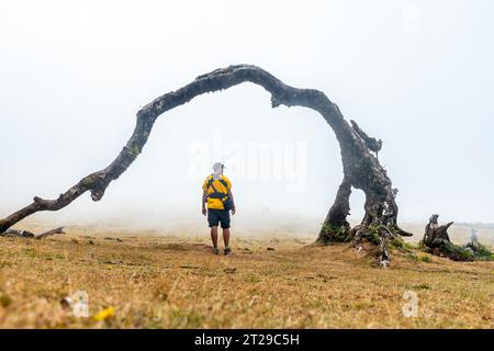 Fanalwald mit Nebel auf Madeira, tausendjährige Lorbeerbäume, ein junger Mann im Bogen eines Baumes Stockfoto