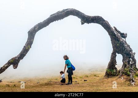 Fanalwald mit Nebel auf Madeira, tausendjährige Lorbeerbäume, eine Mutter, die mit ihrem Baby unter einem Baum läuft Stockfoto