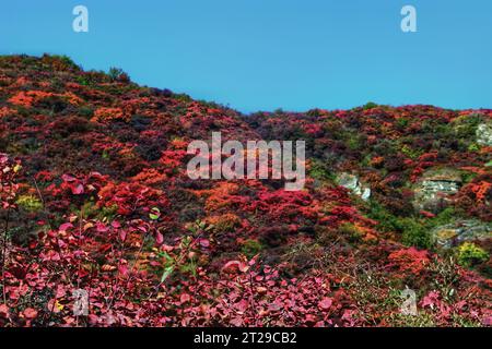 Fangen Sie den lebendigen Charme der roten Blüten ein, die in den atemberaubenden Berglandschaften des malerischen China blühen Stockfoto