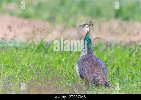 Indischer Pfauz (Pavo cristatus), auch bekannt als gewöhnlicher Pfauz, und blauer Pfauz, weiblich. Stockfoto